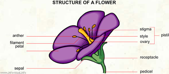Flower  (Visual Dictionary)